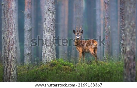 roe deer male standing in the foggy forest Royalty-Free Stock Photo #2169138367