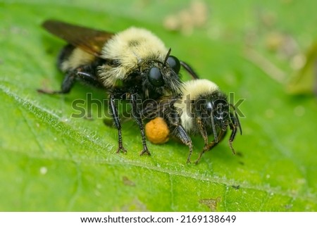 A Bumble Bee Mimic Robber Fly is resting on a green leaf eating a Bumble Bee it has captured. Taylor Creek Park, Toronto, Ontario, Canada. Royalty-Free Stock Photo #2169138649