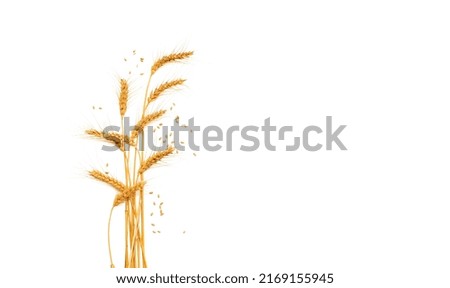 Ears of wheat isolated on white background. The problem of Ukrainian wheat exports due to the war with Russia. Copy space
