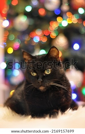 black cat with christmas tree