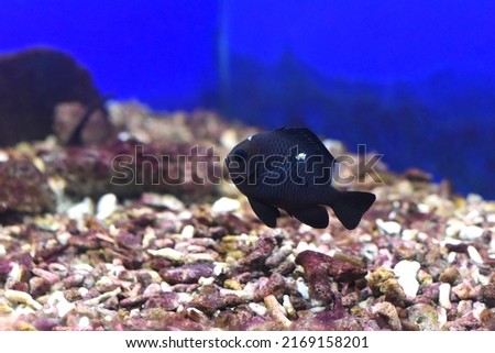 A threespot dascyllus in aquarium close up 