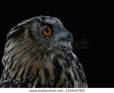 Big Oohoo owl with black background