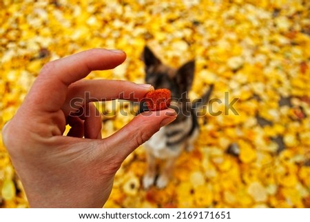 Dry food in hand against the background of a German shepherd puppy.  Selective focus.  Royalty-Free Stock Photo #2169171651