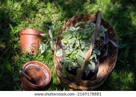 flowers, clay pots and tools in a basket. planting plants in the garden
