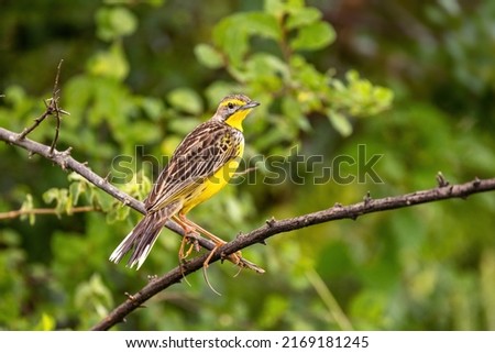 A yellow-throated longclaw, macronyx croceus, perched on a tree in Queen Elizabeth National Park, Uganda. Soft foliage background. Royalty-Free Stock Photo #2169181245