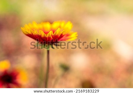 Gaillardia flower close-up against a strong blurred background, shallow depth of field. blurry backdrop