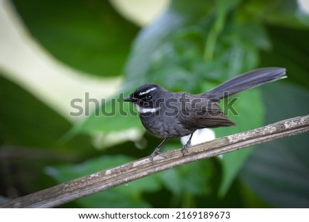 The white-throated fantail is a small passerine bird. It is found in forest, scrub and cultivation across tropical southern Asia from the Himalayas, India and Bangladesh east to Indonesia.