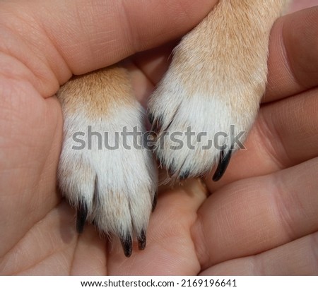 Two tiny white and red chihuahua's paws with long black claws in woman's hand. Close up. Selective focus. Veterinary service, nail trimming and pets's care concept. Royalty-Free Stock Photo #2169196641