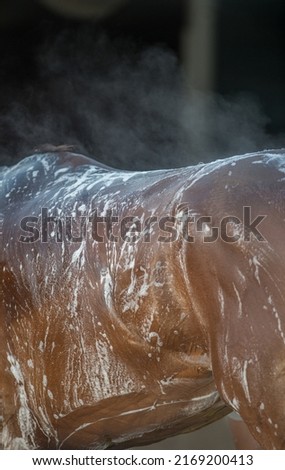 close up of back and rump of horse being bathed and shampooed pattern of shampoo suds on rump back and withers with steam coming off back vertical format room for type animal shampoo backdrop  Royalty-Free Stock Photo #2169200413