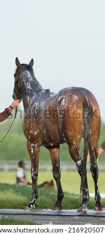 full body of thoroughbred horse being shampooed and bathed shampoo suds on back and legs water dripping horse standing on rubber mat in outdoor washing area at racetrack Kentucky  vertical format  Royalty-Free Stock Photo #2169205071