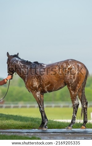 full body of thoroughbred horse being shampooed and bathed shampoo suds on back and legs water dripping horse standing on rubber mat in outdoor washing area at racetrack Kentucky  vertical format  Royalty-Free Stock Photo #2169205335