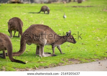 Big red kangaroo in a wildlife conservation park near Adelaide, South Australia 