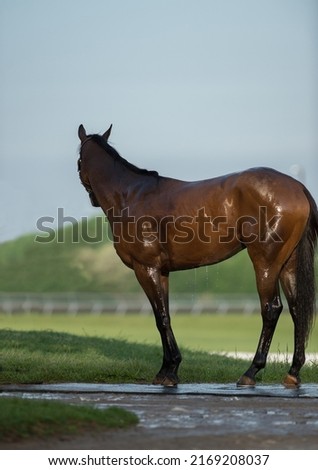 wet bay horse after being hosed down to cool off at  Keeneland race track in Kentucky U.S.A. horse standing on rubber wash stall mat being hosed down outside outdoors on summer day green grass in back Royalty-Free Stock Photo #2169208037