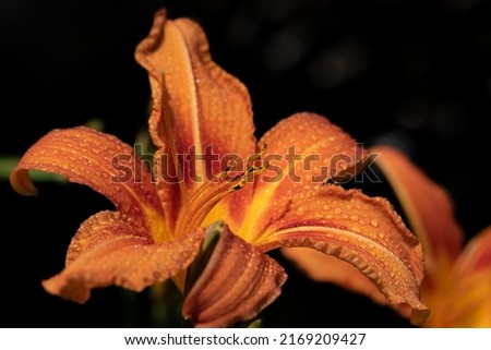 Close-up of the orange flower of a daylily (Hemerocallis), against a dark background in nature. Drops of water shimmer on the lily