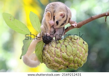 A mother sugar glider is looking for food while holding her two babies.  Royalty-Free Stock Photo #2169212431