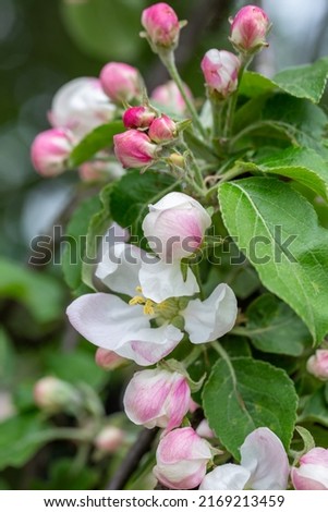 Apple blossom in springtime on a sunny day, close-up photography. Blooming white flowers on the branches of a apple tree macro photography. Cherry blossom on a sunny spring day.	