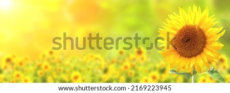 Sunflower on blurred sunny nature background. Horizontal agriculture summer banner with sunflowers field. Organic food production. Harvest of farm product. Oilseed crop. Copy space for text Royalty-Free Stock Photo #2169223945