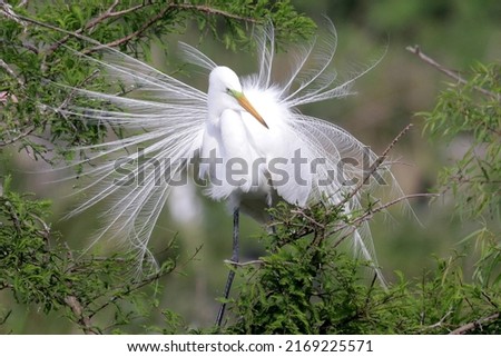 Great egret posing with breeding display Royalty-Free Stock Photo #2169225571