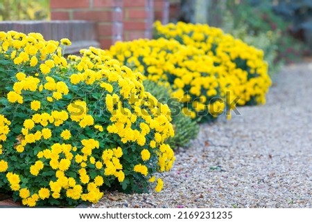 Chrysanthemum flowers, yellow chrysanthemums in a flower border in a winter garden, UK Royalty-Free Stock Photo #2169231235