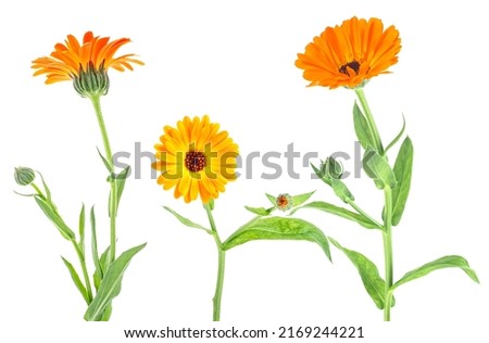 Calendula Officinalis. Collection of marigold flowers with buds isolated on a white background.