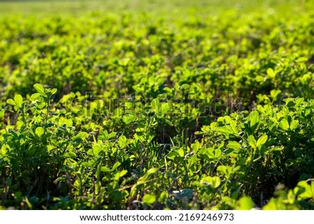 green clover in the field for harvesting animal feed, green clover that is illuminated by sunlight from behind