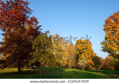 yellowed maple foliage on trees in the autumn season, changes in nature in the autumn season with maple trees