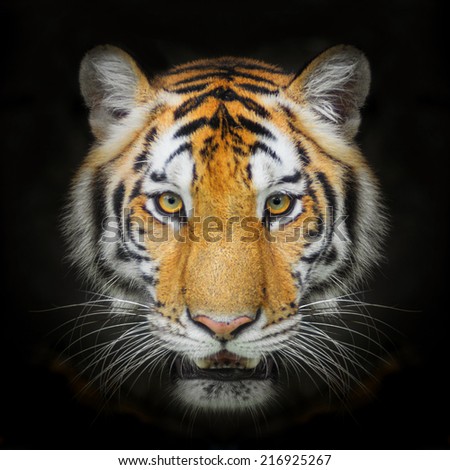 Close up Tiger face, isolated on black background.