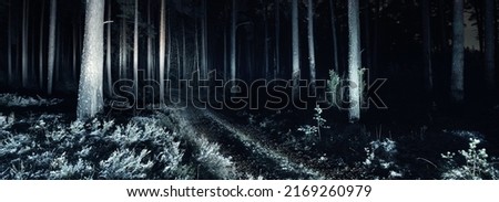 Illuminated pathway through the mighty trees at night. Scary forest scene. Tree silhouettes in the dark. Panoramic view. Monochrome, black and white image. Silence, loneliness, gothic concepts