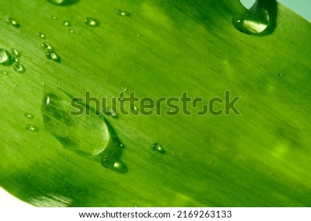 A big drop of clean water on the leaves, selective focus.A beautiful green leaf with drops of water. The image is made in green tones. Spring-summer natural background. High quality photo