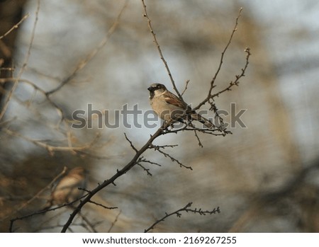The house sparrow (Passer domesticus), male, perching on a branch. The small bird seating in the evening in the bush. Picture with diffussed background.