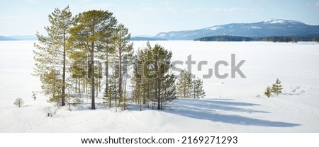 Young pine trees and a frozen lake after a blizzard on a clear day. Mountain peaks in the background. Idyllic winter landscape. Ecology, environment, climate change. Kola Peninsula, Karelia, Russia