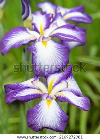 Japanese iris. It is called "Hanashobu" in Japanese.