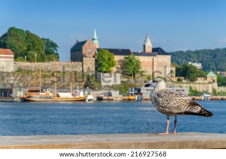Seagull in harbor in front of Akershus fortress with wooden yacht in background, Oslo, Norway 