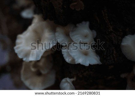 photography of tree mushrooms in Chachapoyas, Peru