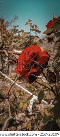 Beautiful natural red roses picture