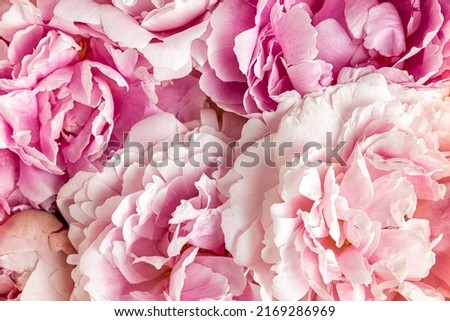 Pink peony flowers. Abstract nature texture. Close up. Wedding or holiday background. Top view