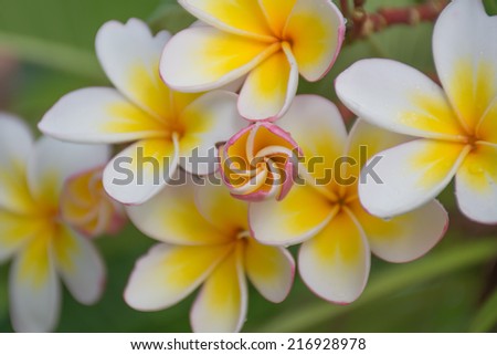 White and yellow frangipani flowers