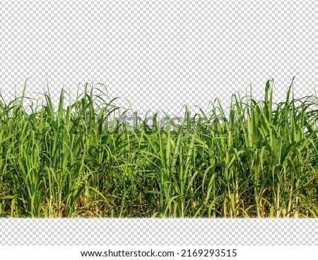 sugar cane on transparent picture background with clipping path
