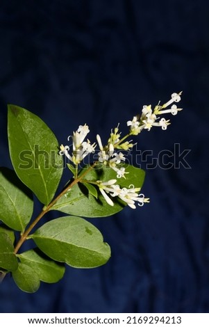 White flower blossom close up botanical modern background ligustrum vulgare family oleaceae big size high quality prints wall poster