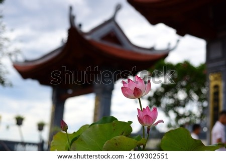 Beautiful lotus flowers: High quality images of lotus flowers