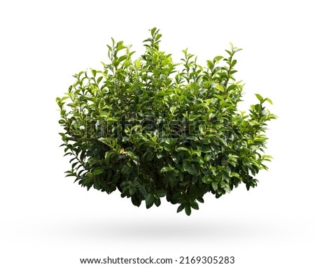 Tropical plant flower bush shrub tree isolated on white background with clipping path	
 Royalty-Free Stock Photo #2169305283