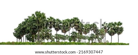 Palm tree group. High resolution Palm tree landscape isolated  on white picture background with clipping path and alpha channel 