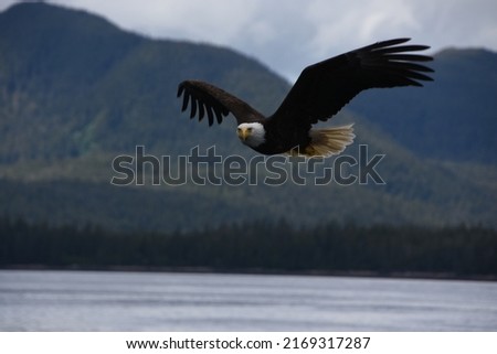 Eagle in flight eyeing you