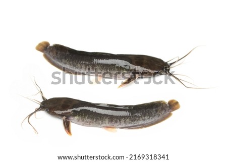 Fresh catfish isolated on white background, Clarias. Royalty-Free Stock Photo #2169318341