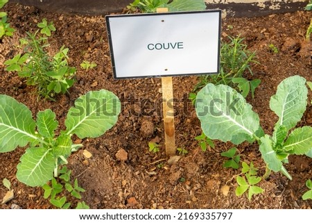 Urban vegetable garden with cabbage planting in Brazil, with a sign written "cabbage" in the Portuguese language