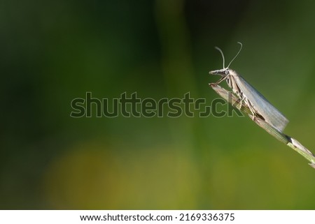 A white grass moth (Crambus perlella) sits in front of a green background on a blade of grass that protrudes into the picture from the side. There is space for text.