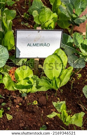 indicative sign written Almeirao, which in English is called chicory- in vegetable garden. Green chicory (cichorium intybus) leaves in a vegetable garden in Brazil