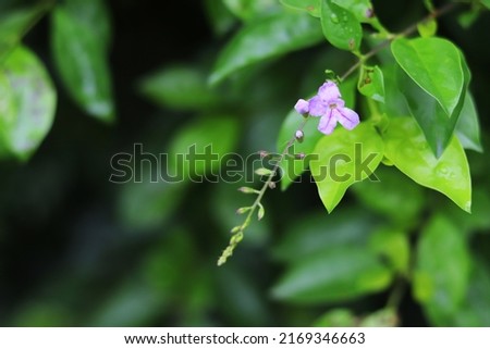 Purple green Duranta flower (Duranta erecta), aka Golden dewdrop, Pigeon berry, Sky flower. Natural green background.
