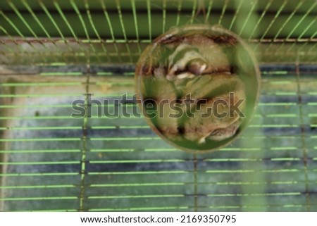 not focussed adorable animal sugar glider in a cage with coconut shell house