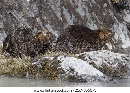 Close up and detailed picture of two bonded beavers resting on a rock ledge in Alaska.